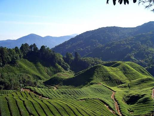 Mangalore to Wayanad Taxi with New Mangalore Cabs - New Mangalore Cabs